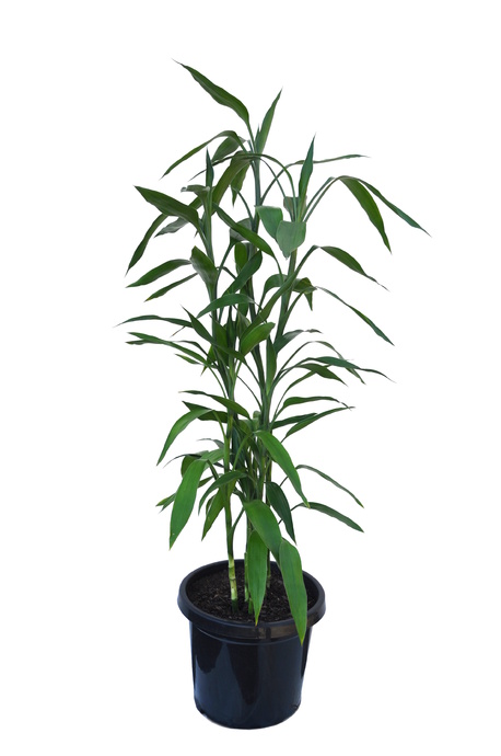 Dracaena sanderiana (Lucky Bamboo)