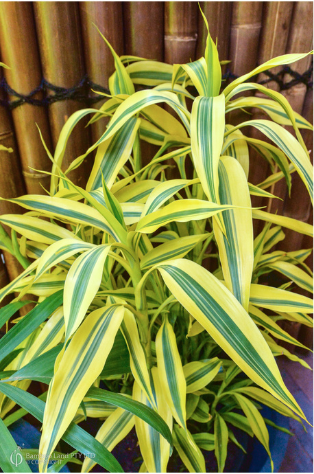 Dracaena sanderiana 'Variegata' (Variegated Lucky Bamboo) - 180mm pot