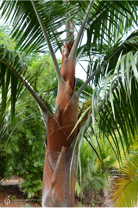 Dypsis leptocheilos (Redneck palm) - 200mm pot