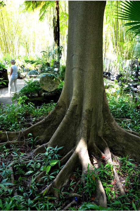 Elaeocarpus grandis (Blue Quandong)