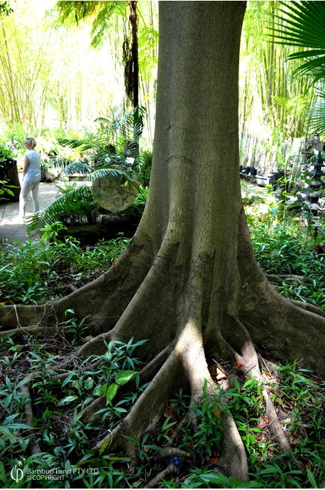 Elaeocarpus grandis (Blue Quandong)
