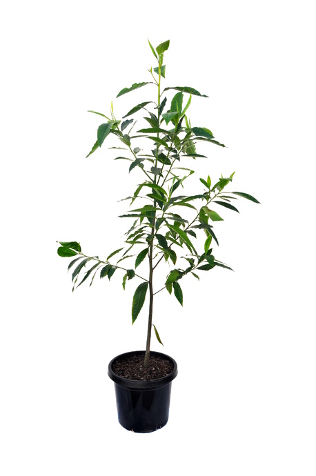 Elaeocarpus grandis (Blue Quandong) - 300mm pot