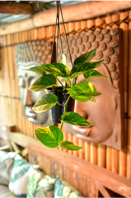 Epipremnum aureum 'Golden Pothos' (Devil's Ivy)