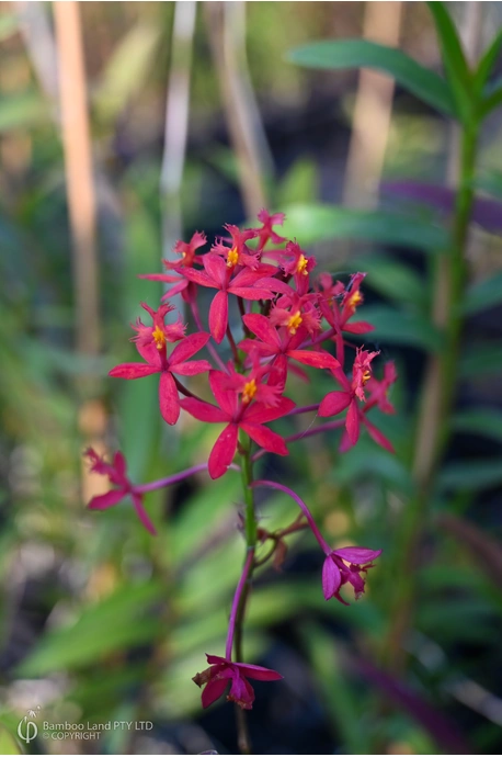 Epidendrum ibaguense (Crucifix Orchid) - Crimson - 125mm pot