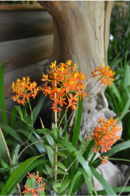 Epidendrum ibaguense (Crucifix Orchid) - Orange