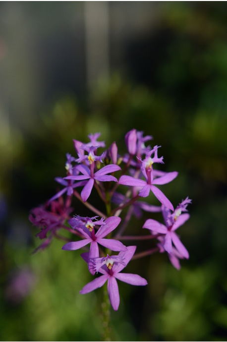 Epidendrum ibaguense (Crucifix Orchid) - Purple - 125mm pot