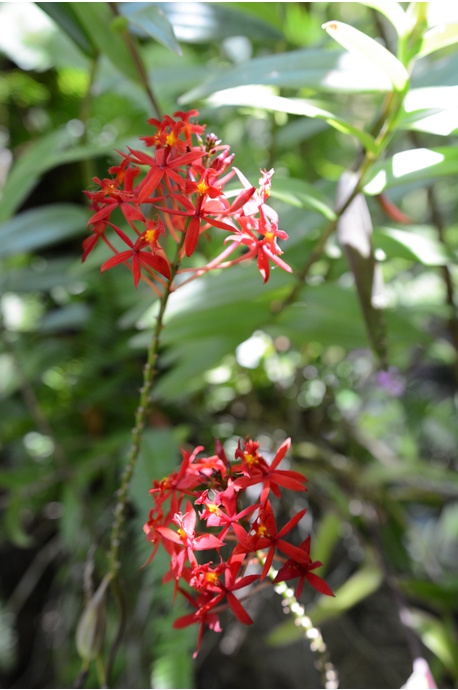 Epidendrum ibaguense (Crucifix Orchid) - Red