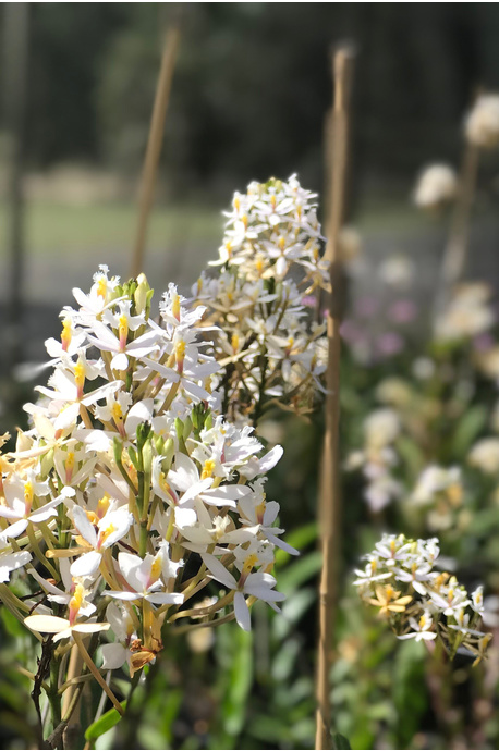 Epidendrum ibaguense (Crucifix Orchid) - White