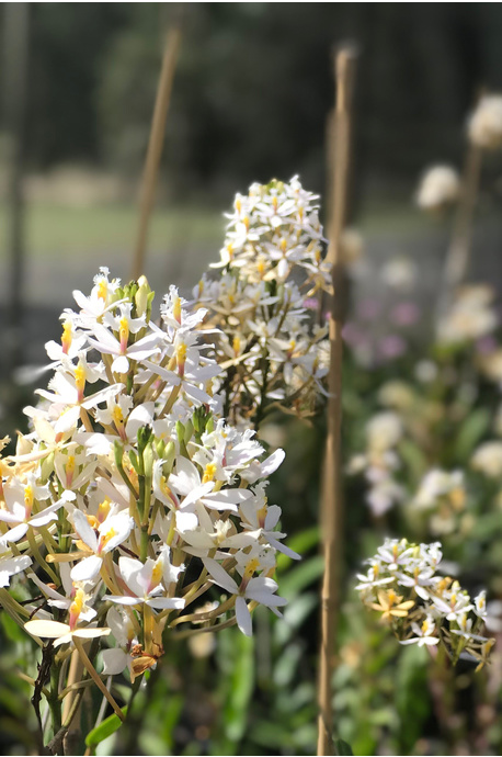 Epidendrum ibaguense (Crucifix Orchid) - White - 125mm pot