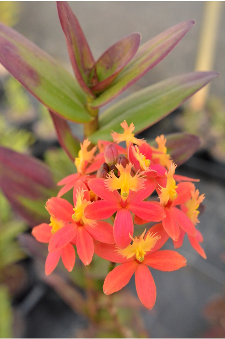 Epidendrum (Crucifix Orchid) - Sagittarius