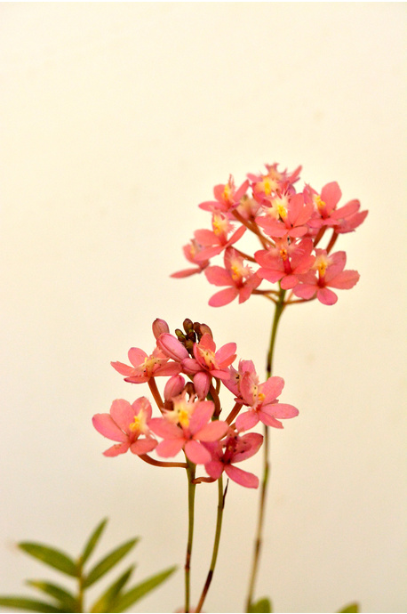 Epidendrum (Crucifix Orchid) - Salmon - 125mm pot