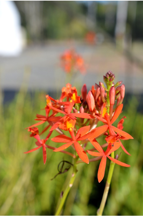 Epidendrum (Crucifix Orchid) - Tangerine