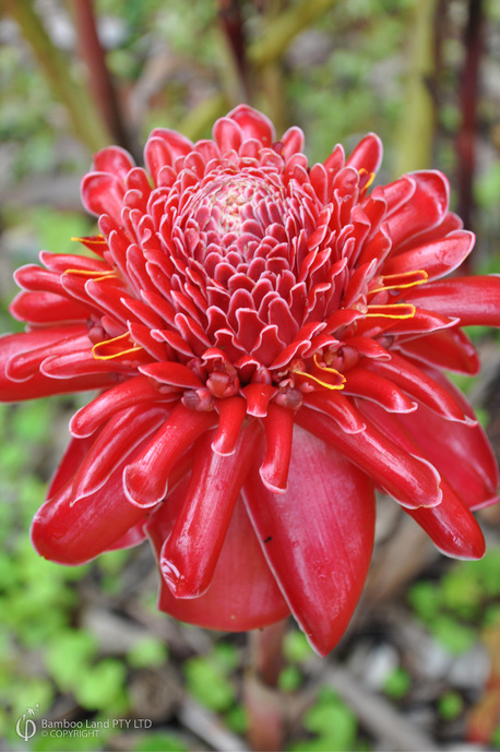 Etlingera elatior 'Bloody Mary' - 180mm pot