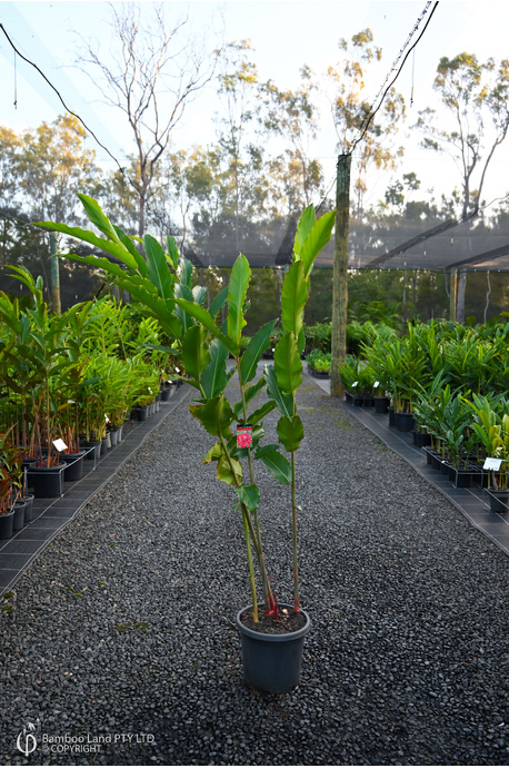 Etlingera elatior 'Bloody Mary' - 300mm pot