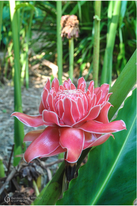 Etlingera elatior 'Burmese Pink' - 180mm pot