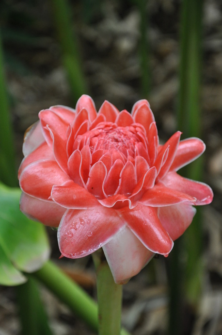 Etlingera elatior 'Pink Torch'