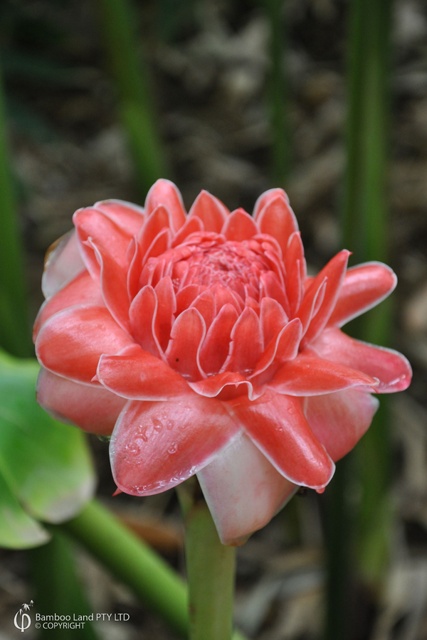 Etlingera elatior 'Pink Torch'