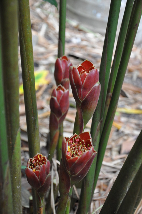 Etlingera hemisphaerica 'Black Tulip'