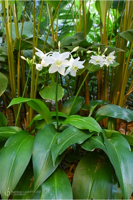 Eucharis grandiflora (Amazon Lily)