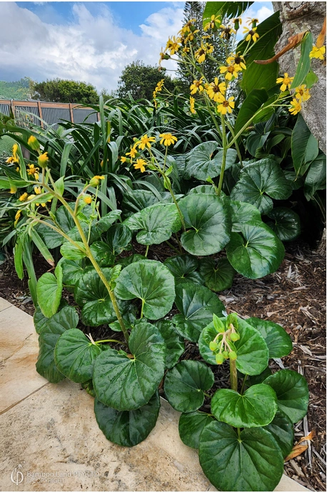 Farfugium japonicum (Tractor Seat Plant)