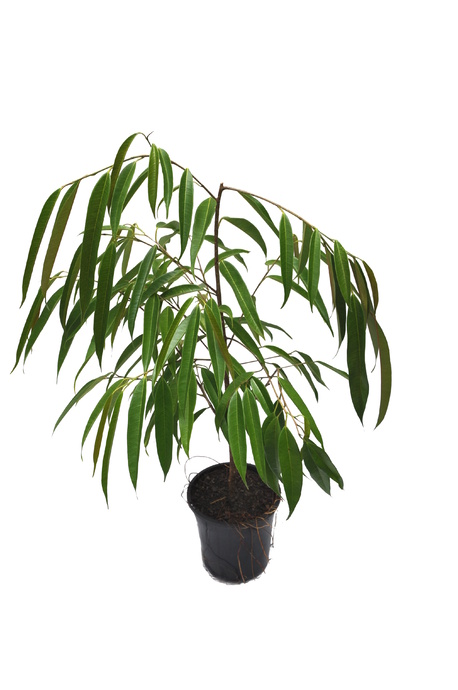 Ficus longifolia (Narrow Leaf Fig) - 125mm pot