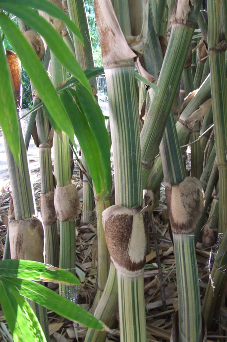 Gigantochloa albociliata
