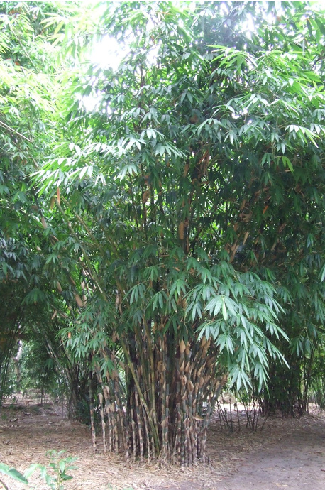 Gigantochloa apus (Tabashir bamboo) - 5 litre bag