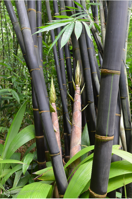 Gigantochloa atroviolacea (Java Black) - 300mm pot 