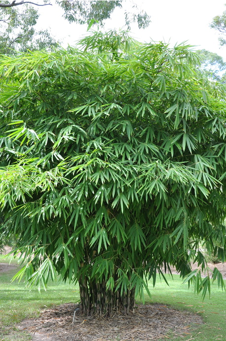 Gigantochloa luteostriata