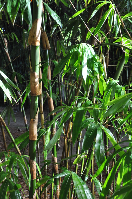 Gigantochloa nigrociliata (Black Hair Bamboo)