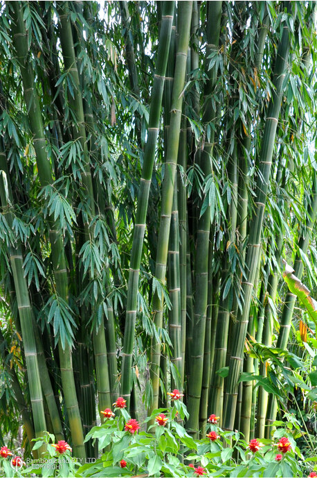 Gigantochloa pseudoarundinacea var. 'Gombong Batu'