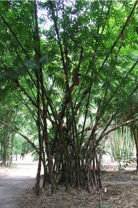 Gigantochloa ridleyi