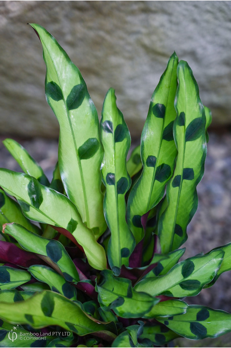 Goeppertia insignis 'Sport'
