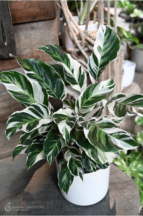 Goeppertia lietzei 'White Fusion'