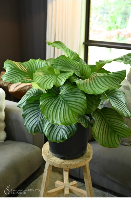 Goeppertia orbifolia - 300mm pot