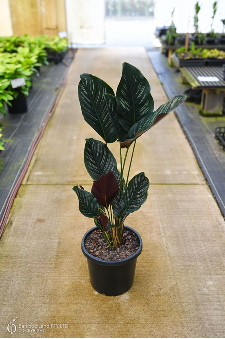 efeutute silvery ann Scindapsus Pictus 'Silvery Ann'  Foliage Dreams