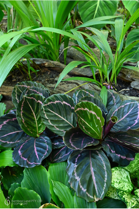 Goeppertia roseopicta 'Dottie' - 125mm pot