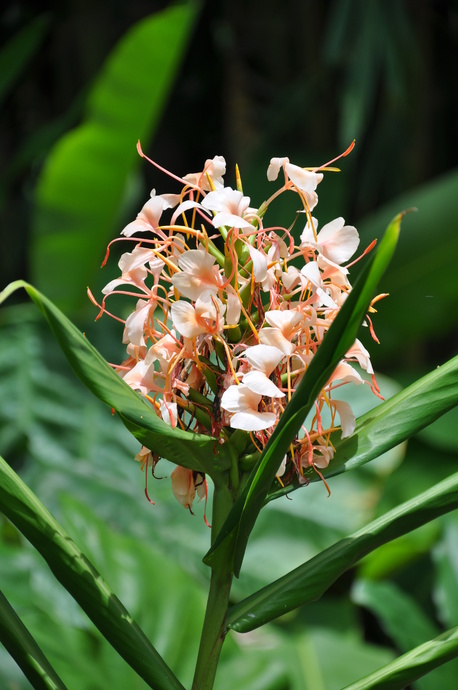 Hedychium 'Apricot Ginger'