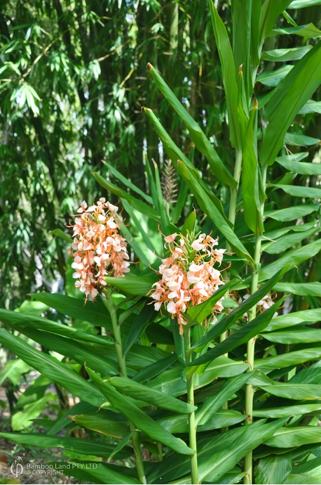 Hedychium 'Apricot Ginger'