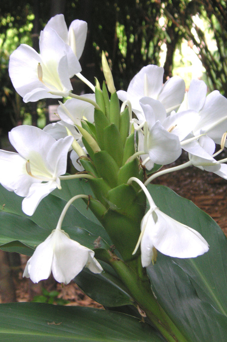Hedychium coronarium (Fragrant White) - 180mm pot