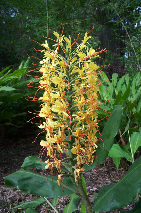 Hedychium gardnerianum (Yellow Ginger Lily)