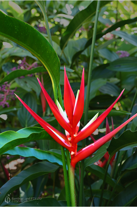 Heliconia angusta 'Red Christmas' - 200mm pot