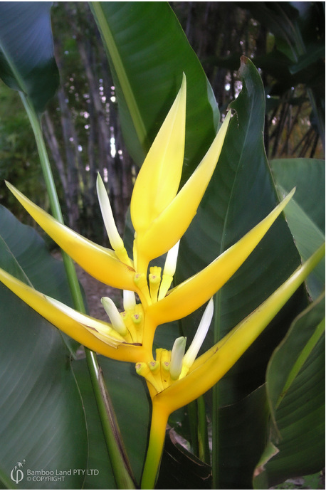 Heliconia angusta 'Yellow Christmas'