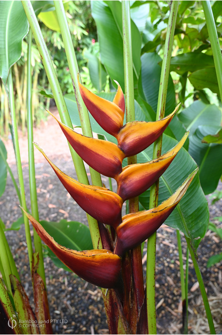 Heliconia bihai 'Banana Split'