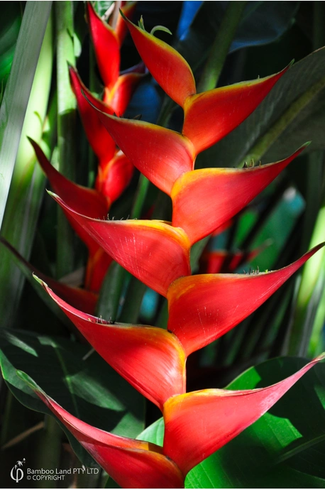 Heliconia bihai x caribaea 'Kawauchi'