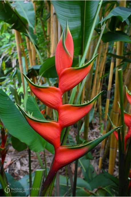 Heliconia bihai 'Hong Kong Claw' - 180mm pot