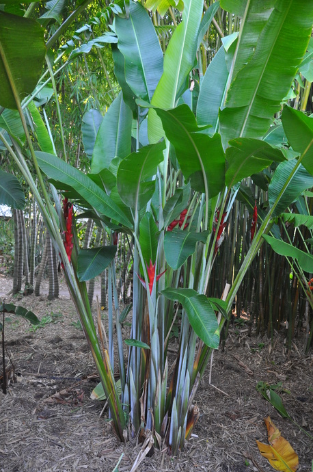 Heliconia caribaea 'Barbados Flat'