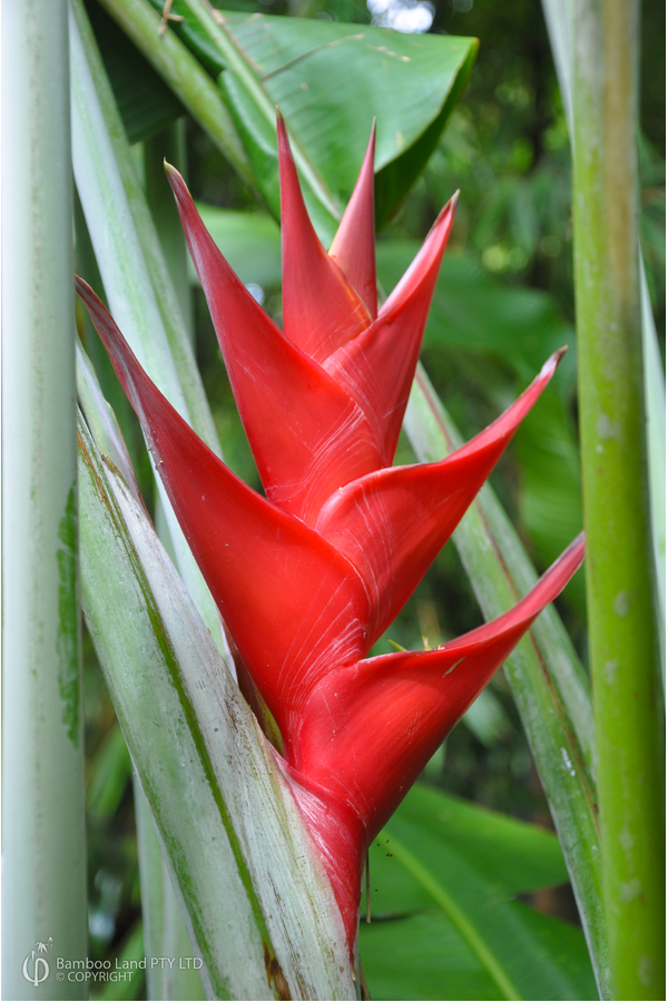 Heliconia caribaea 'Purpurea' - 300mm pot