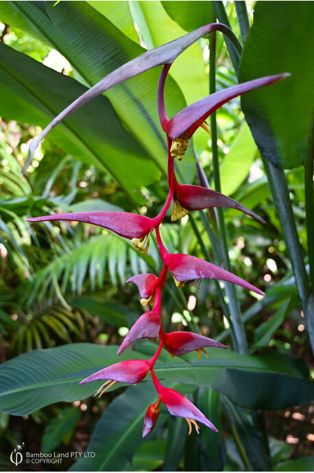 Heliconia collinsiana