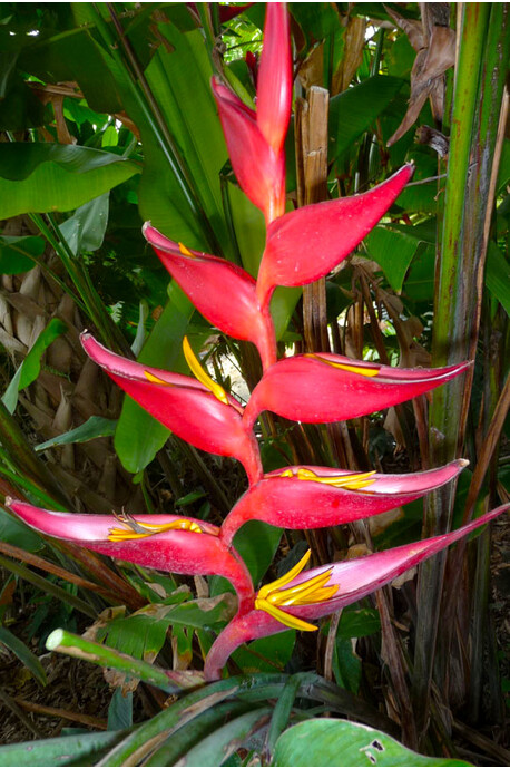 Heliconia collinsiana x bourgeana 'Pedro Ortiz' - 180mm pot